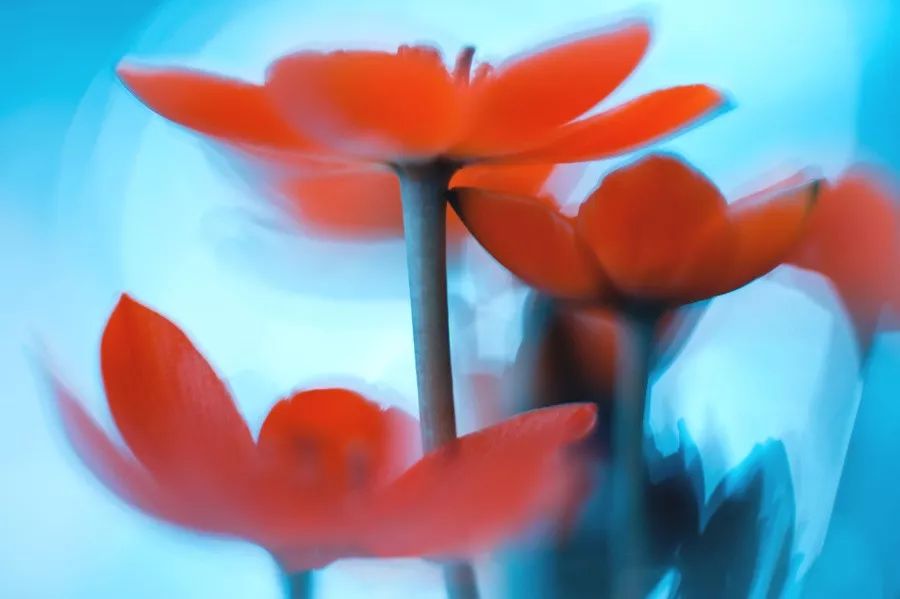 绝美花朵摄影佳作,波兰花朵摄影作品欣赏