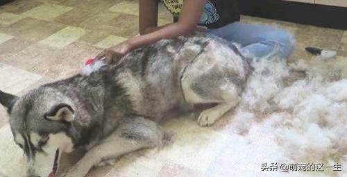 狗狗掉毛太凶怎么办,狗狗掉毛的原因及解决方法