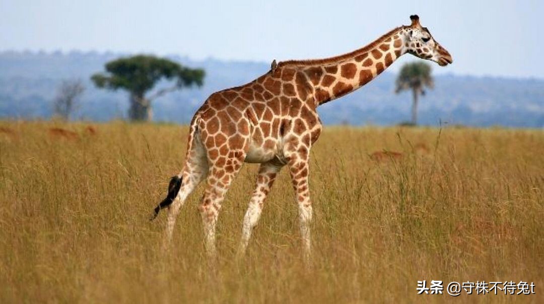 伤口上撒盐会发生什么,伤口撒盐和撒糖哪个疼