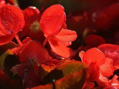 四季海棠花可以放室内吗,室内宜养的花海棠四季开花吗