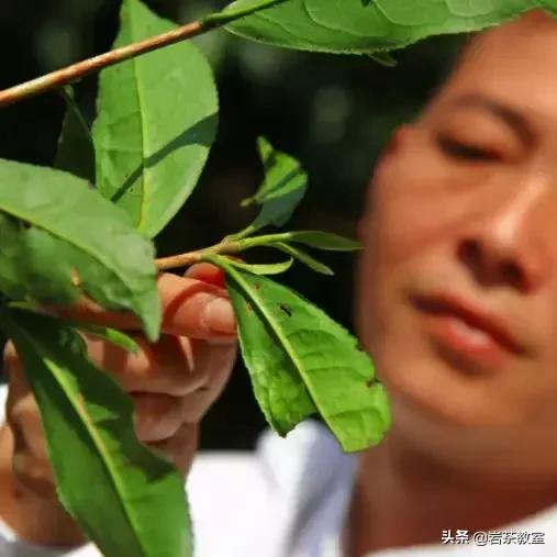 山场主人岩茶,山场主人