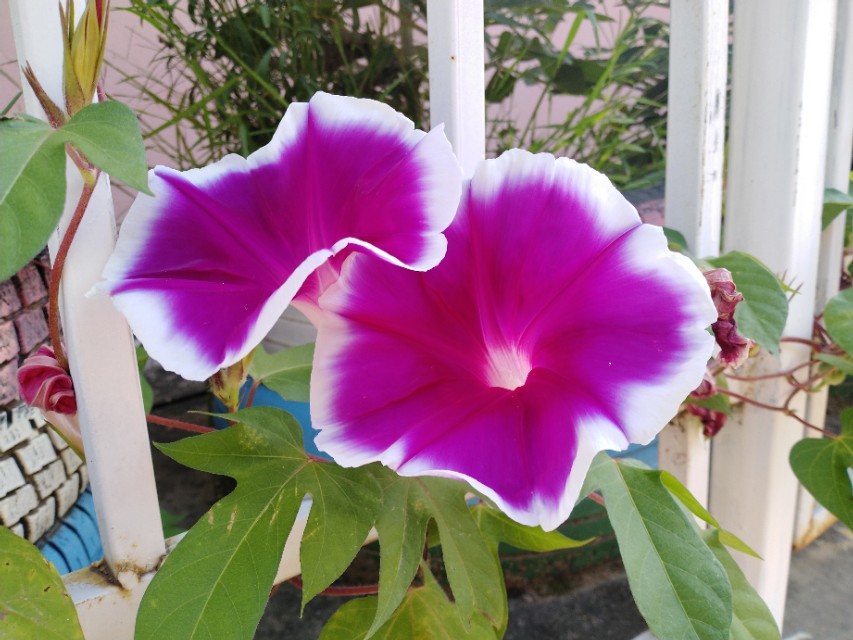 可爱的牵牛花作文400字,可爱的牵牛花的作文300字