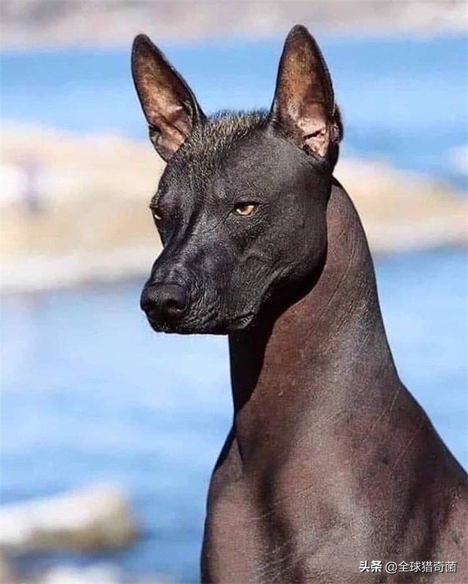 活久见的奇妙动物照片,活久见的神奇图片