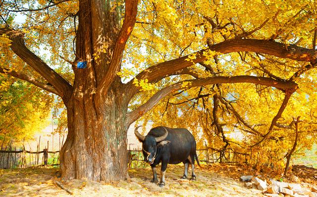 国家地理100个最美景观摄影点,全国银杏观赏地图