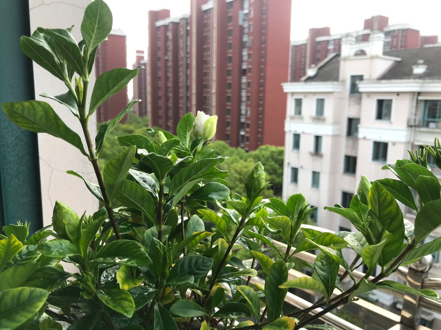 栀子花黄叶有什么好办法,栀子花买回家就黄叶掉花苞