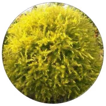 全部金木水火土五行五系植物介绍,五种植物代表五行