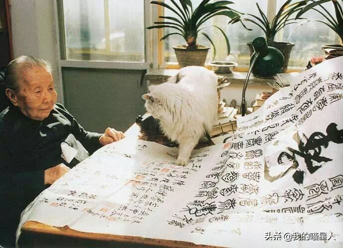 猫的魅力有多大？就连著名作家冰心奶奶也是资深“猫奴”