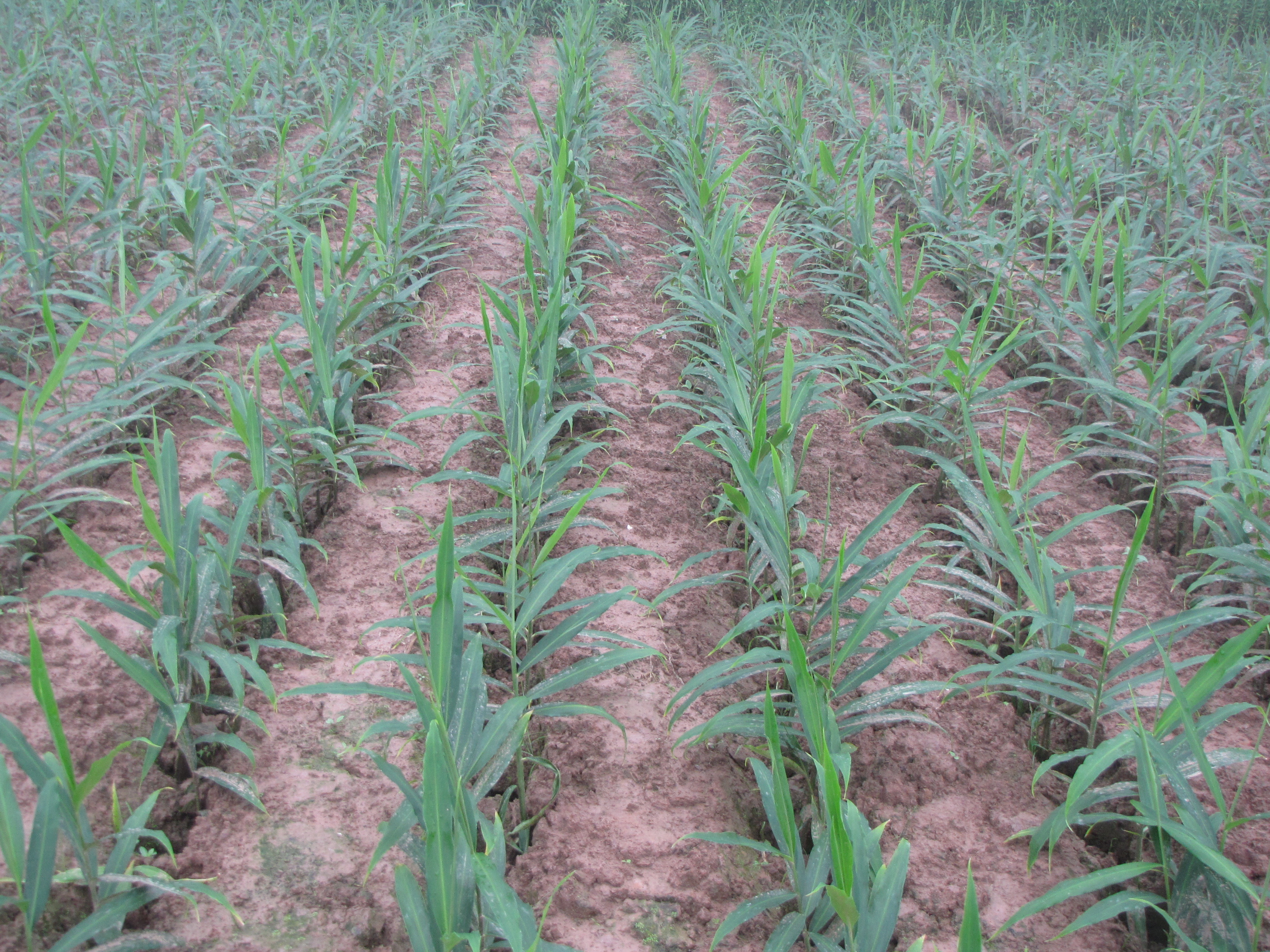 生姜撬窝种植有哪些优势,生姜撬窝种植多大直径