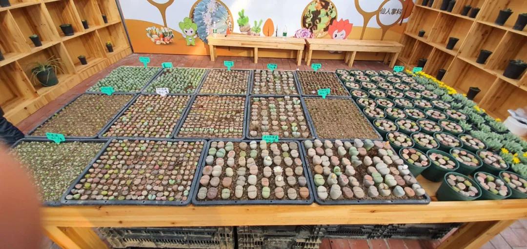 这个年销量上亿株多肉的县城，举办了首届多肉电商节