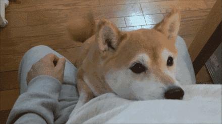 狗狗干眼症,狗狗干眼症导致双眼失明能治好吗