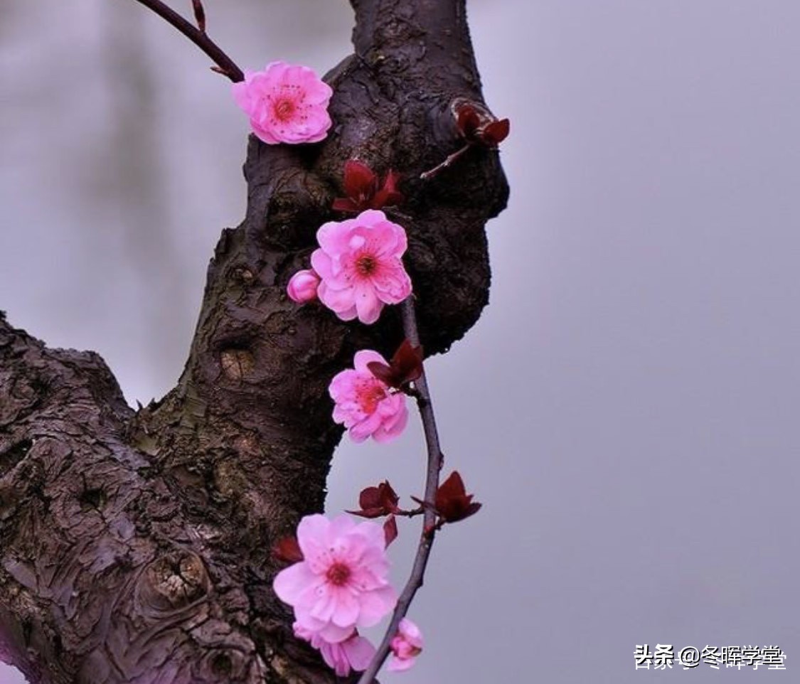 论语史鉴,论语史鉴孔子精彩片段