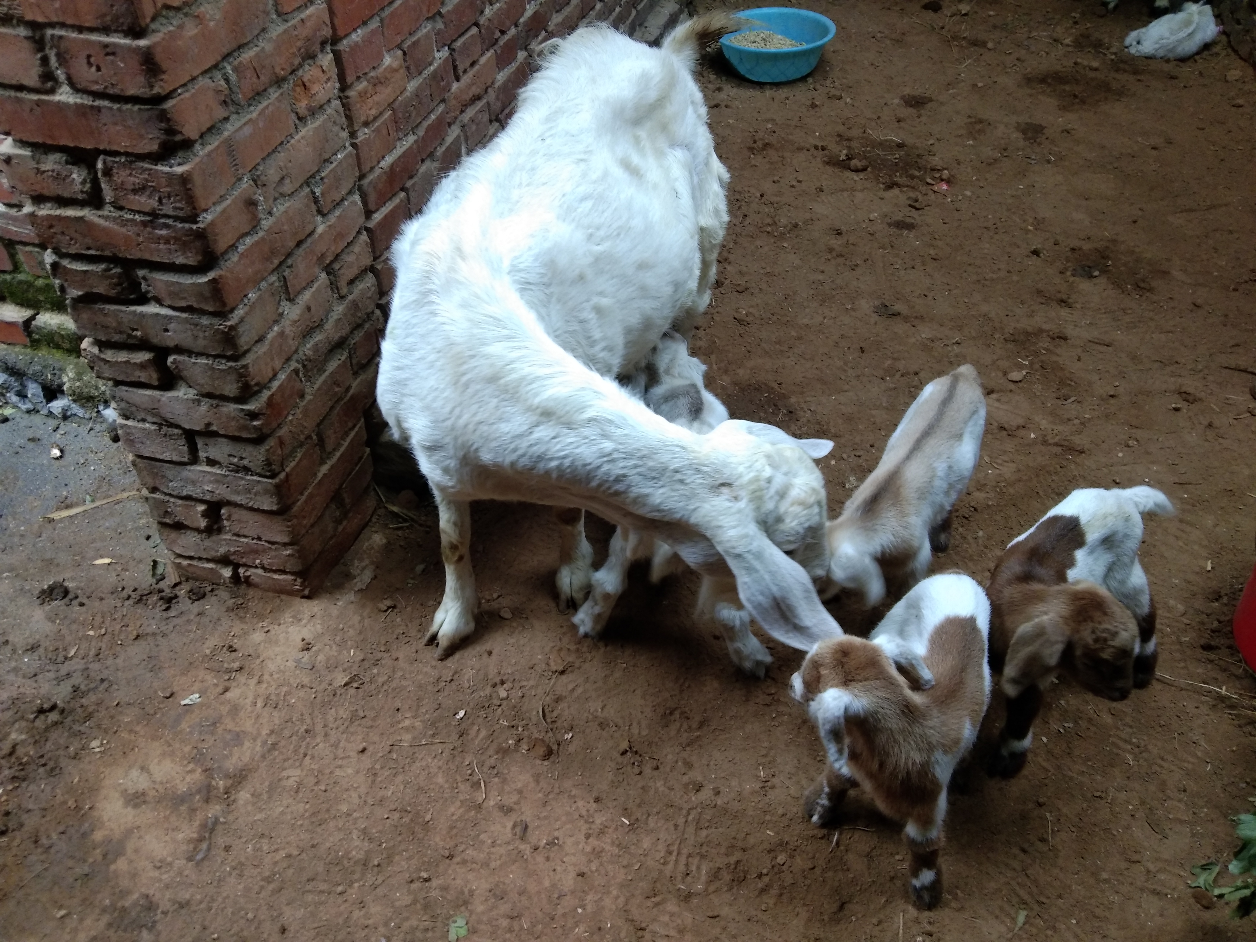 养羊技术小羊没奶吃什么,母羊不认小羊怎么办妙招