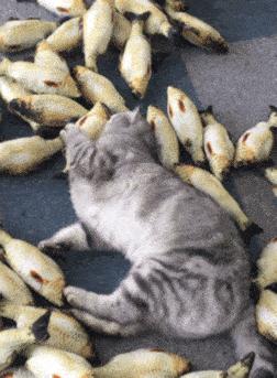 我们败了两款新型“猫*品毒**”孝敬主子，你猜哪种比较受猫欢迎？