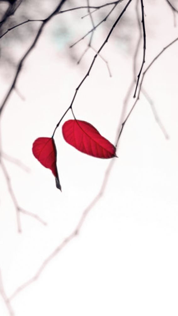 秋天正好拍水墨中国风，你试试这些题材