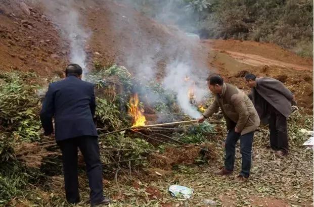 柑橘溃疡病的最佳防治时期,柑橘溃疡病的最佳防治措施