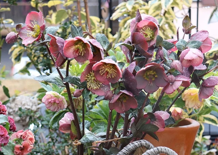 大雪天能种的植物,迷你玫瑰是不是一年四季都能开花