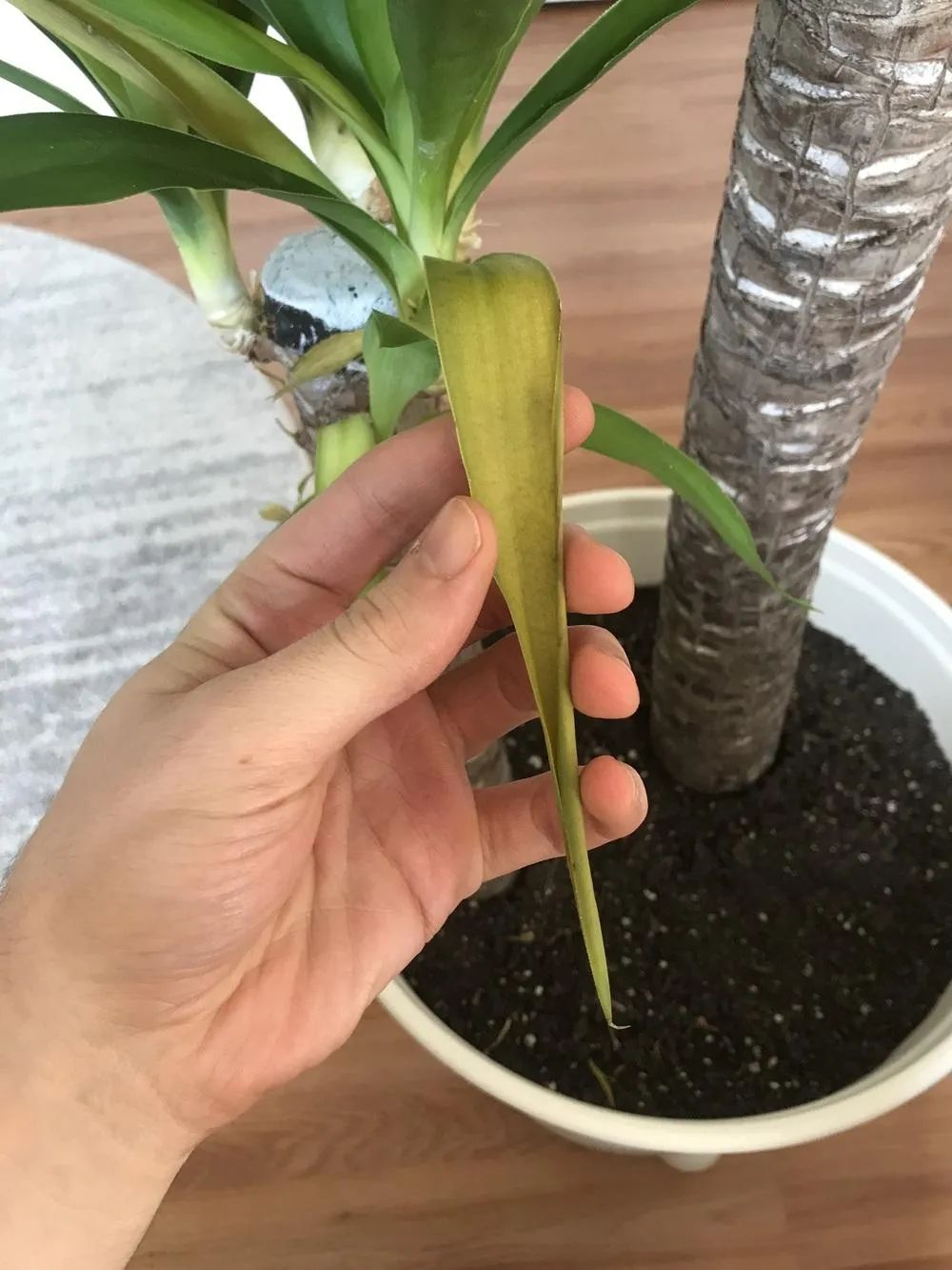 家里养的茶花老掉叶子怎么回事,茶花黄叶月季花黄叶