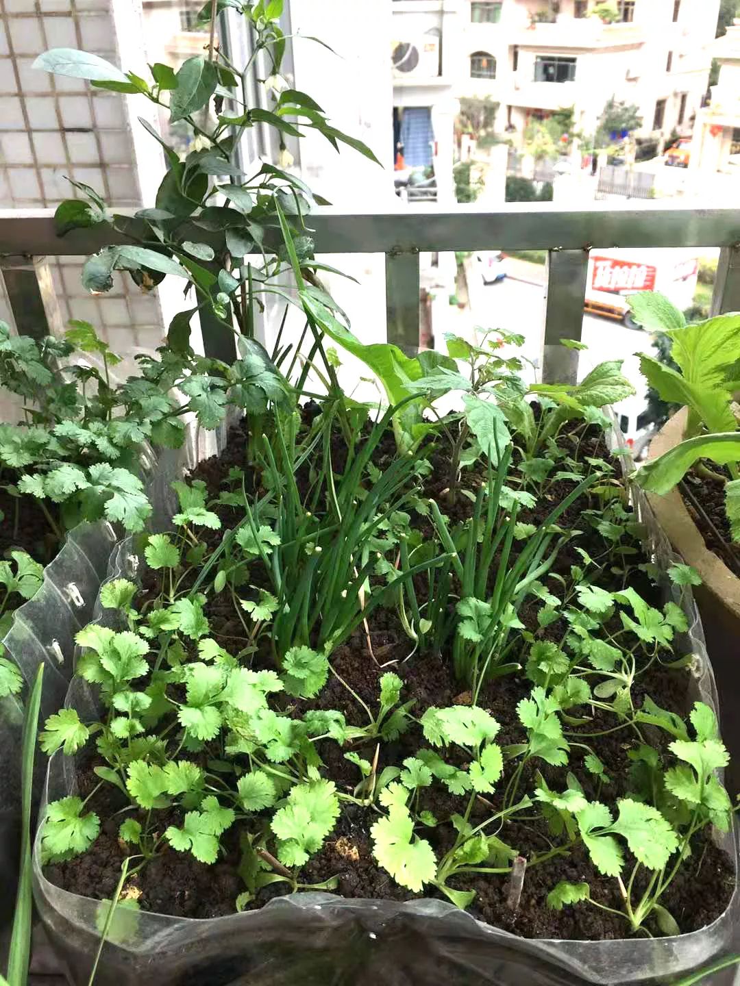 新手小阳台种菜哪些好种,新手阳台种菜怎么种得快