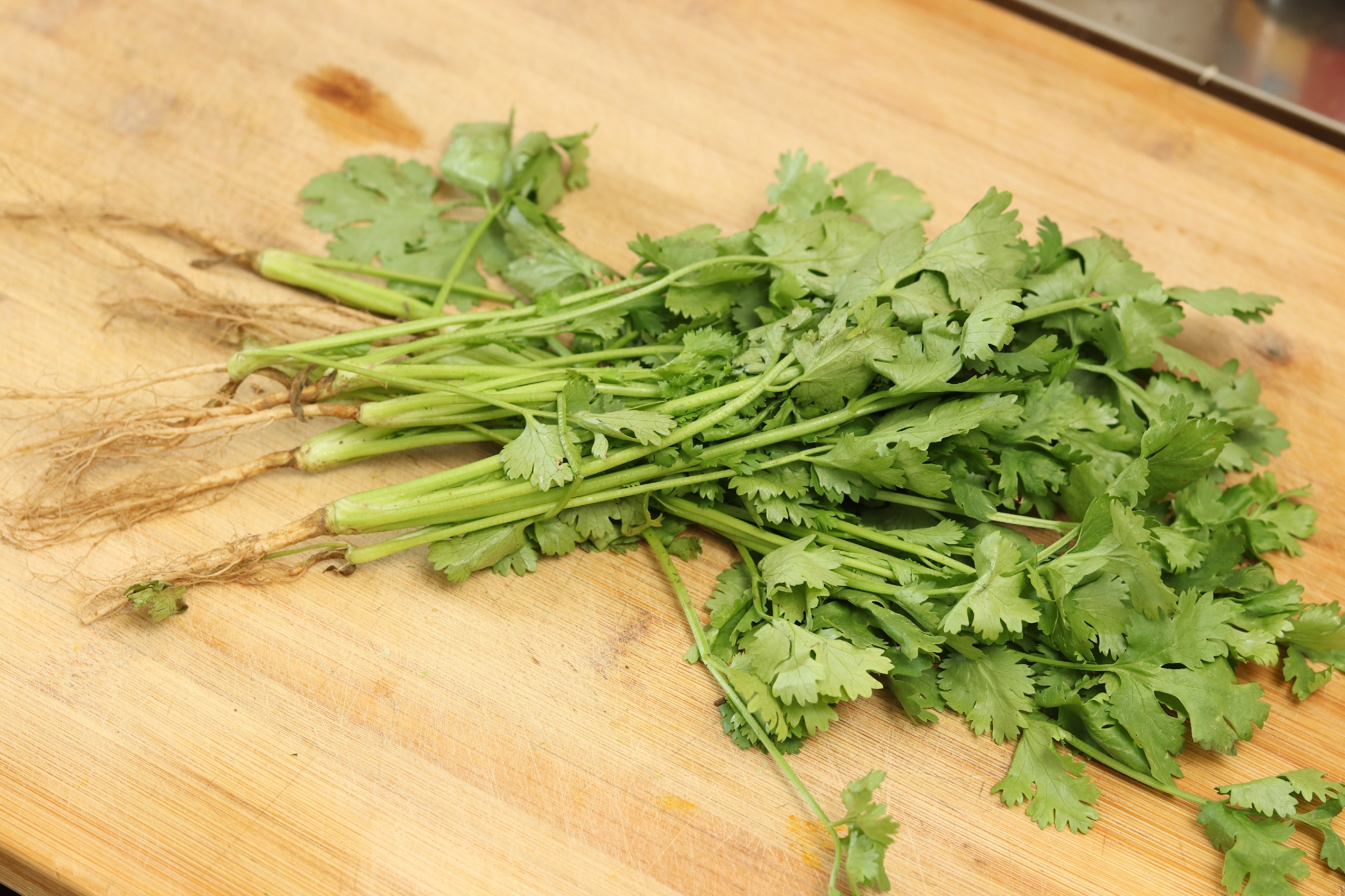 吃不完的香菜怎么保存,吃不完的香菜怎样再栽培