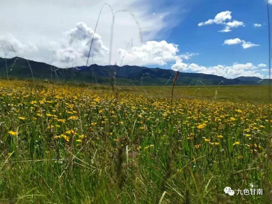 六月下旬甘南大草原花海,七月的甘南草原花海风光