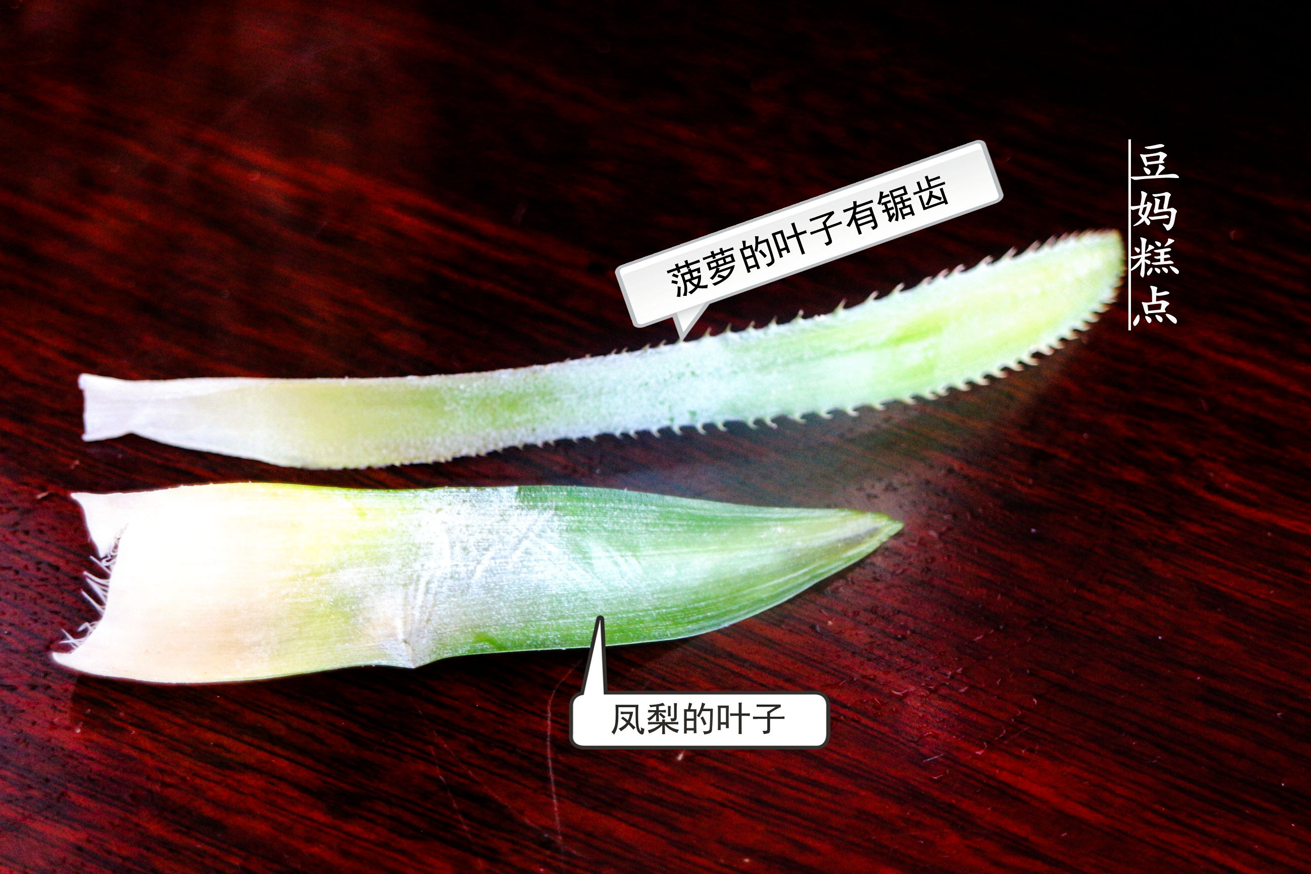 菠萝凤梨怎么鉴别图解,菠萝凤梨怎么选