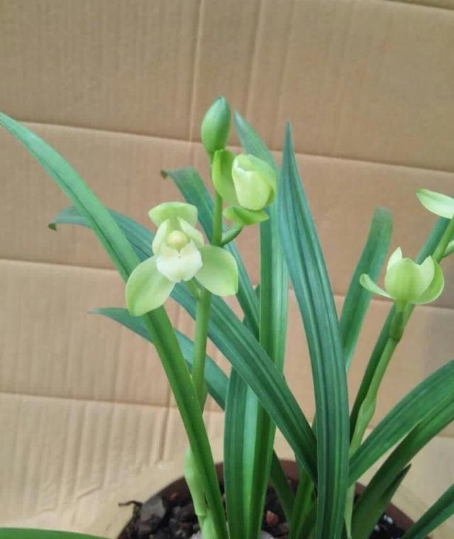 最名贵十种兰花有花苞,四季开花的兰花有哪几个品种