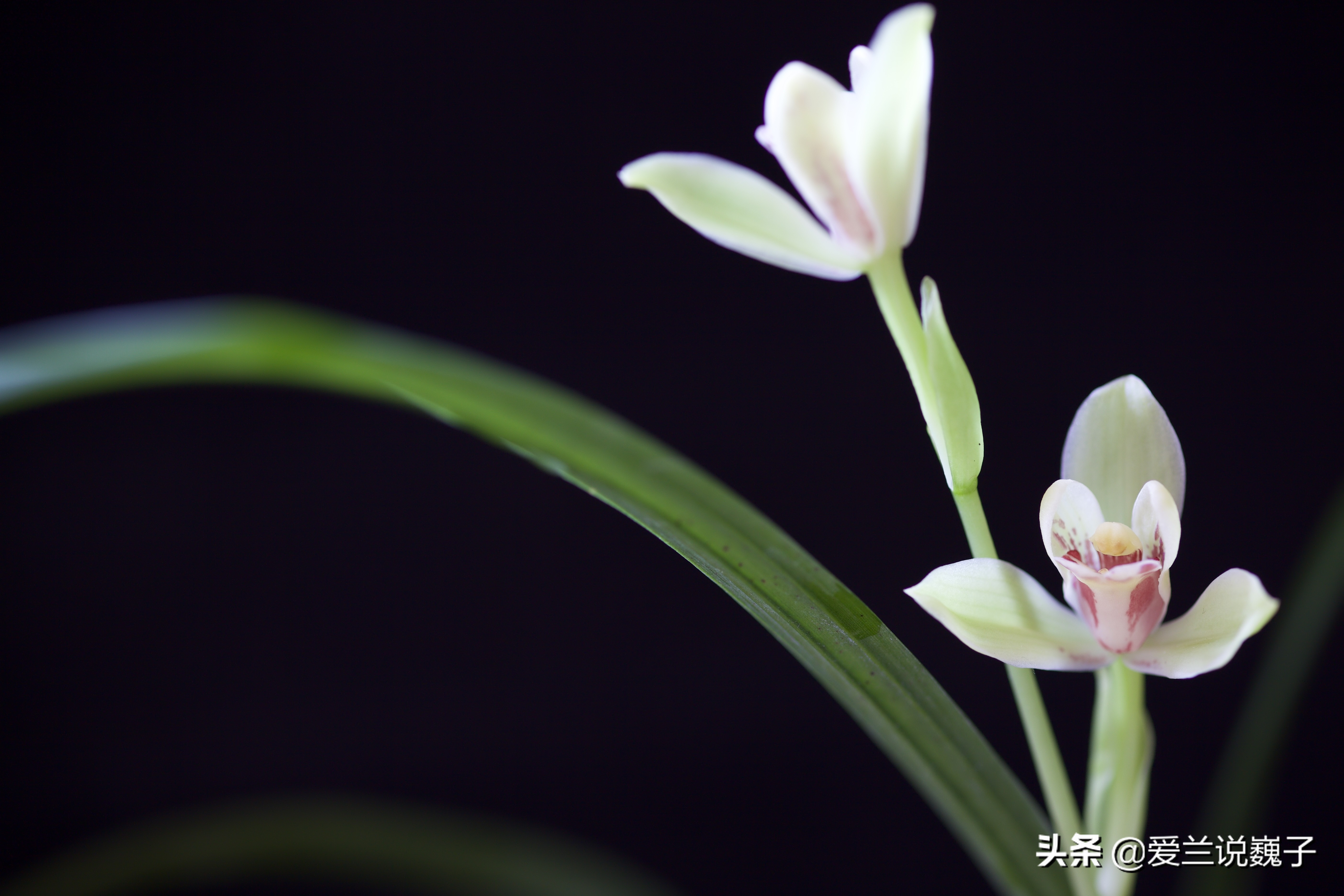 购兰花,买兰花怎么避免骗局呢