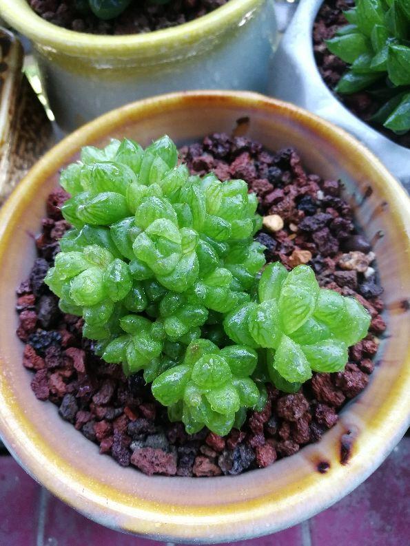 玉露多肉发黄,养多肉如何制造散射光