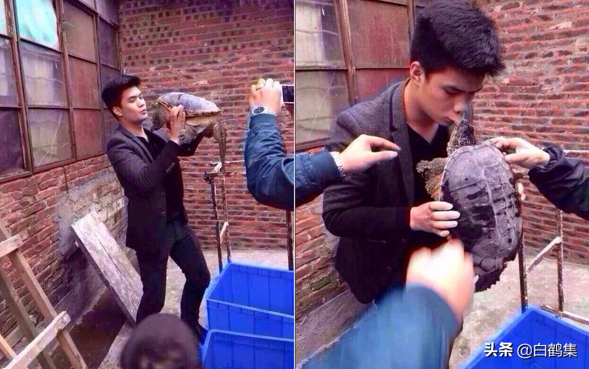 大型狼青狗,我的狼歌曲女声版