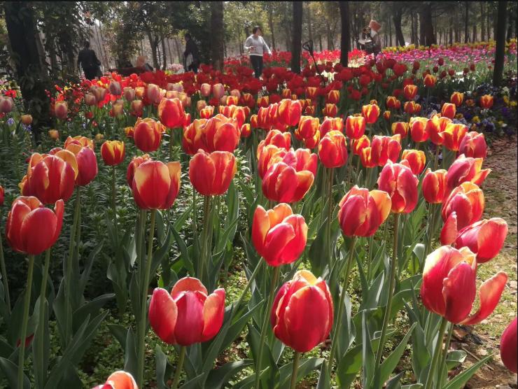 教师风采大赛集体才艺展示,比赛中各位教师各展风采