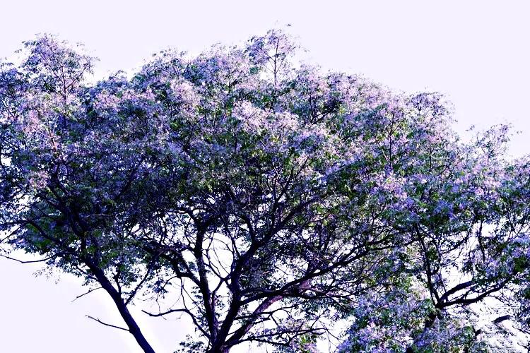 苦楝花盛开香气怡人,苦楝花的香气怎样形容