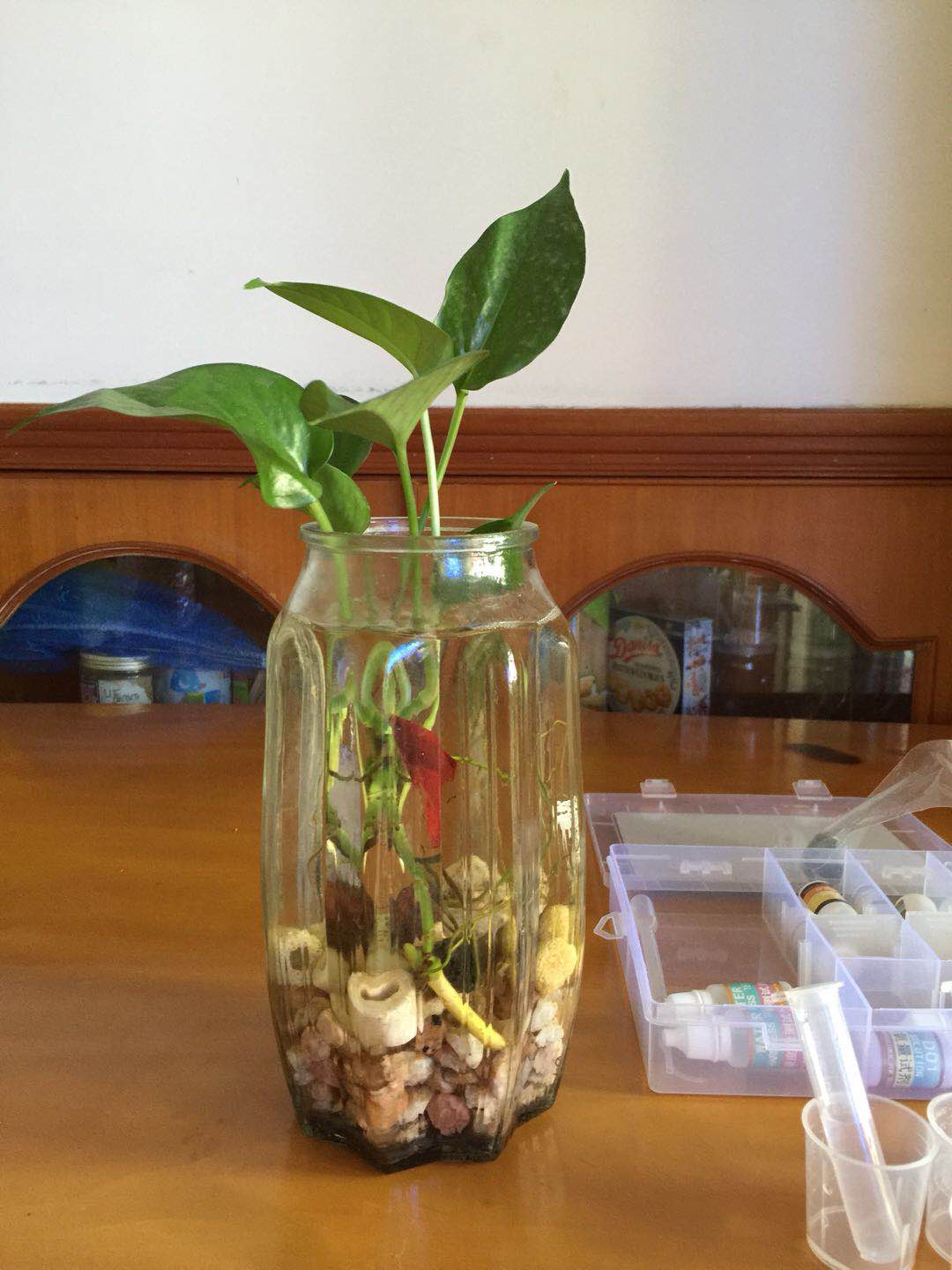 泰国斗鱼和绿萝一起养会死吗,怎么养水培绿萝才好看