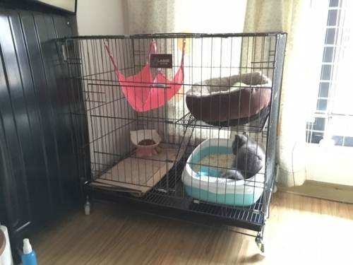 猫咪半夜老是叫怎么回事,猫咪很吵叫不停怎么办