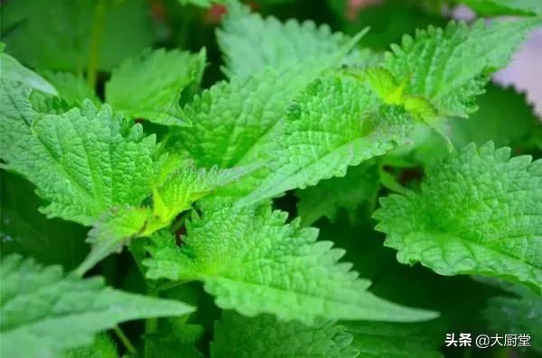 你不知道的香料特性大全请收藏,揭秘34种常用香料的名称与用途