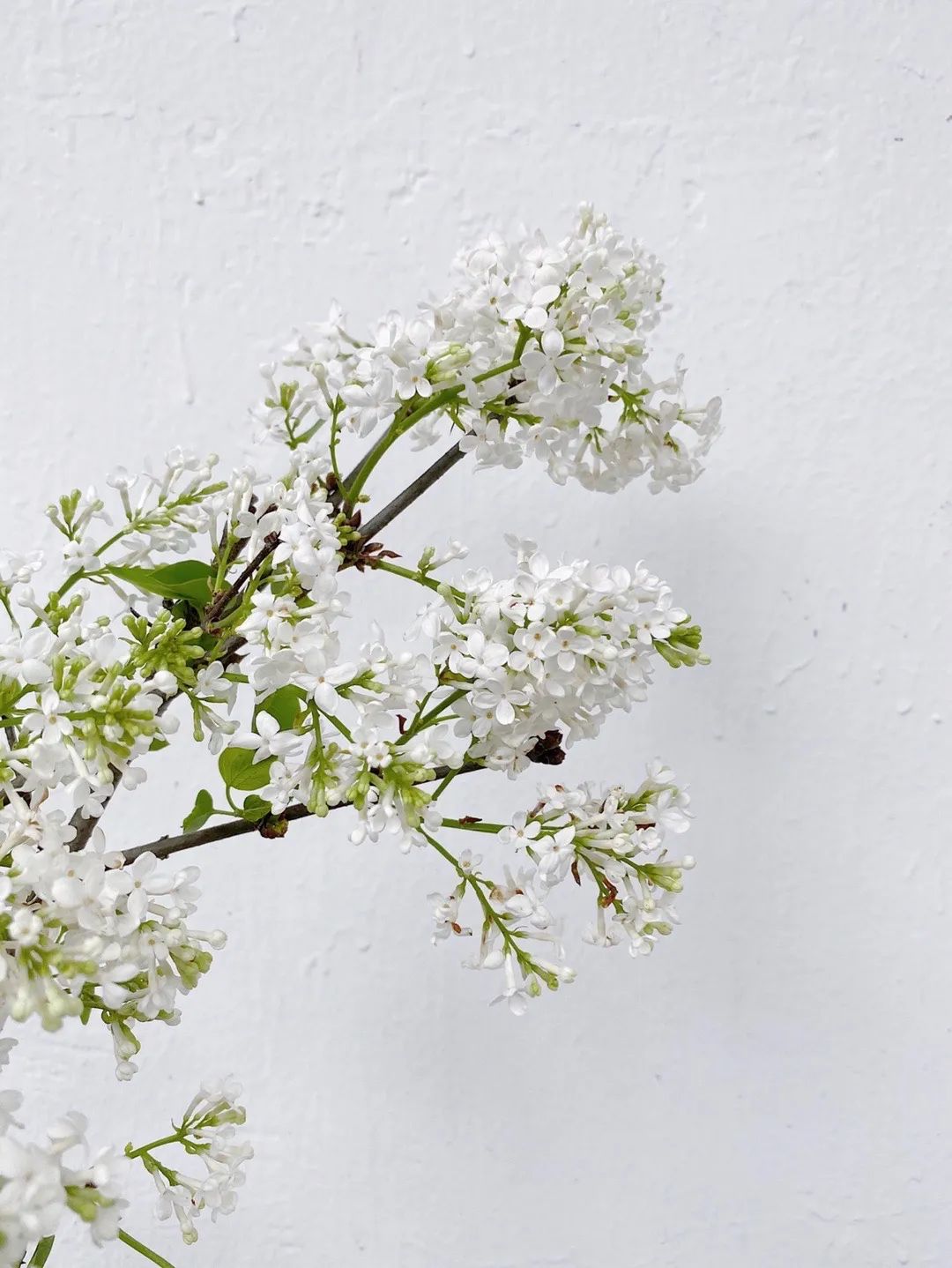 养花人最值得养的十二种花，一种花一种风华，你家养了几种？