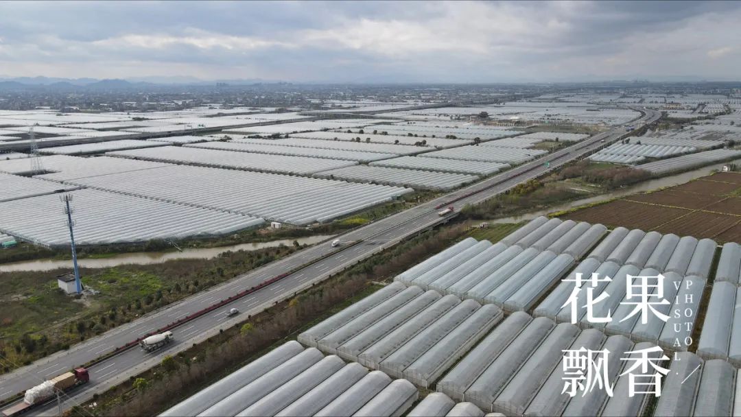 红的发黑的葡萄叫什么,25个早熟新品种葡萄解析