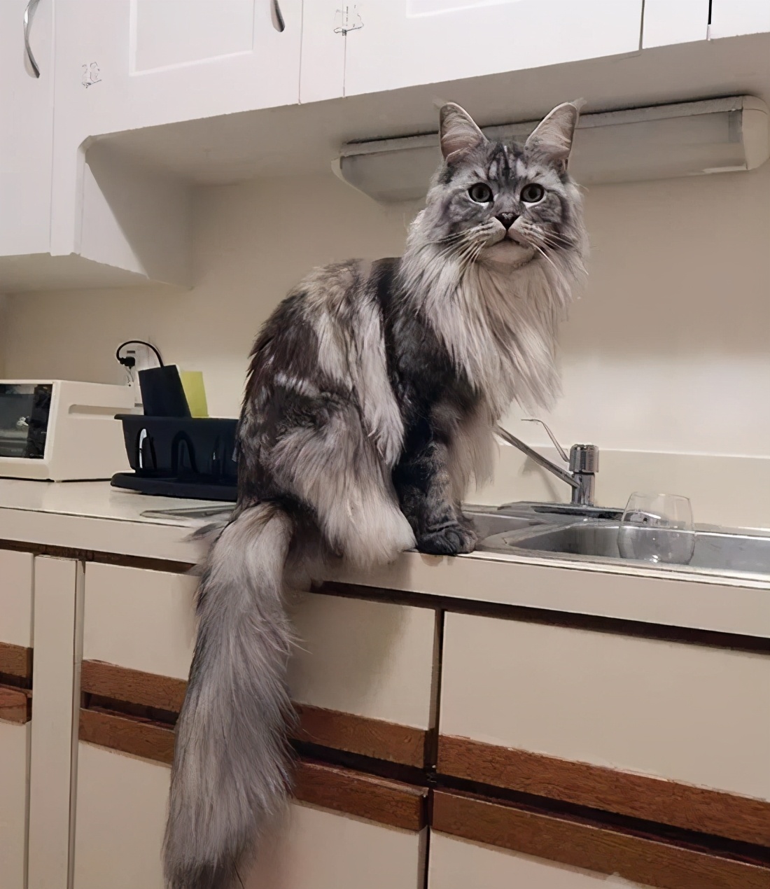 养猫首选这5种,养猫首选品种