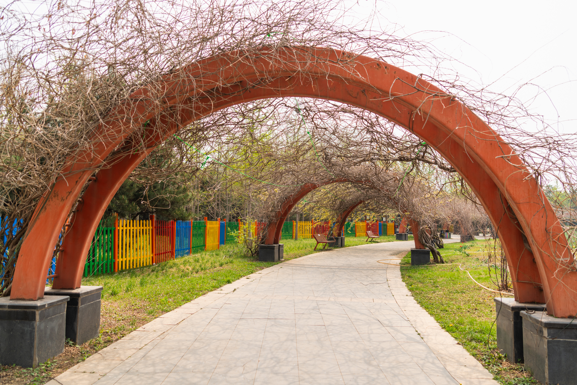 国际鲜花港郁金香,看郁金香北京国际鲜花港