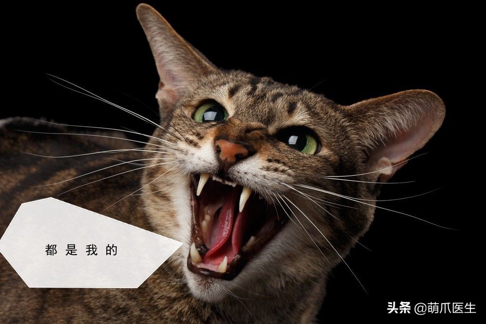 猫咪为什么好奇人类食物,为什么猫咪可以一直吃