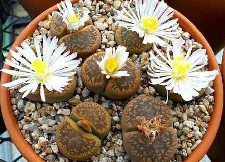 多肉的100个常见品种,10种公认的多肉