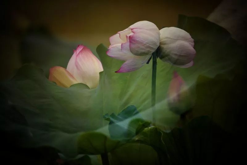 常德，那些惊艳夏日的荷花