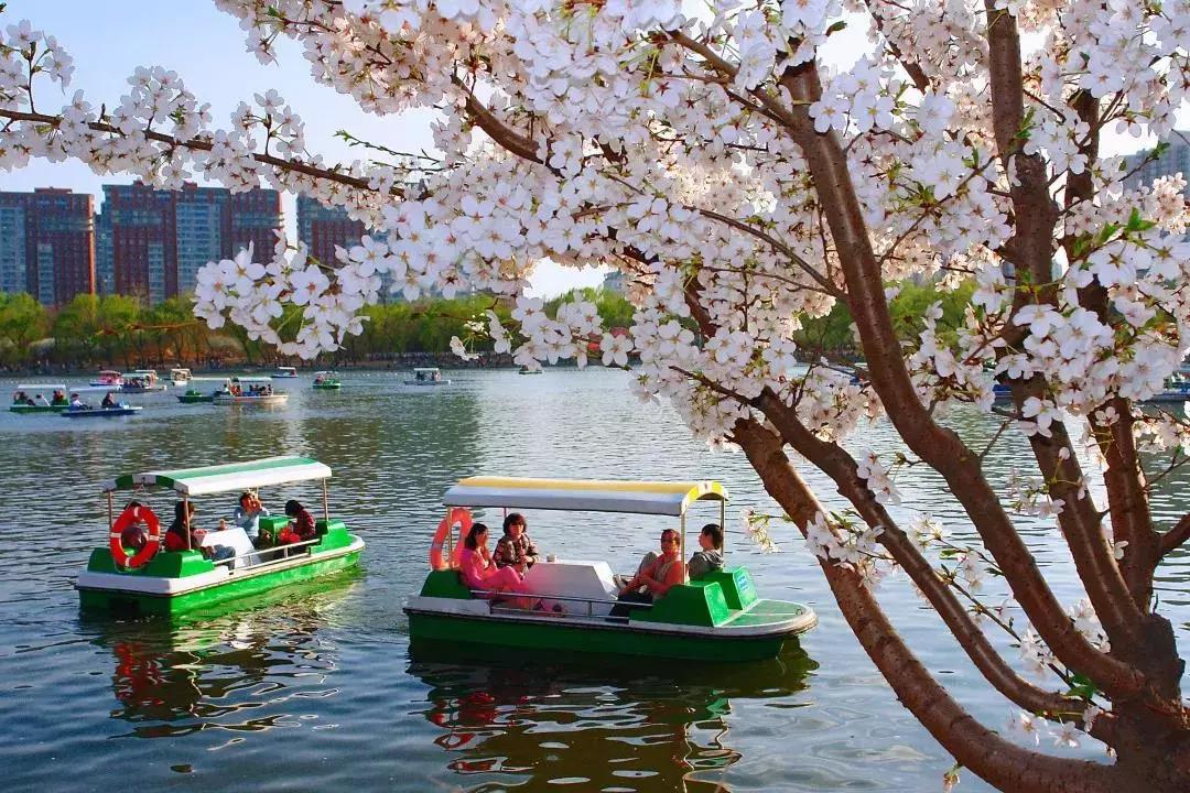 最适合赏花的花,视觉盛宴五种赏花名花供您选择