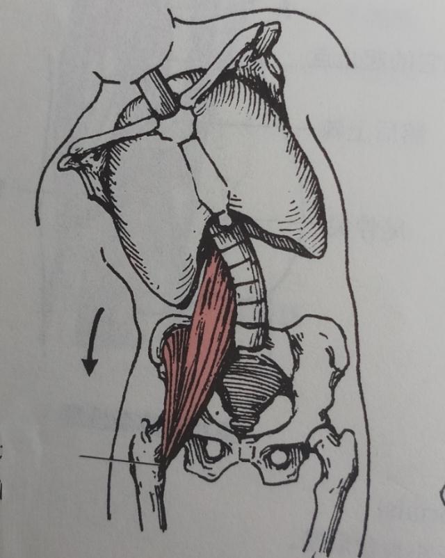 不懂健身动作练到的肌肉,锻炼髂腰肌最有效方法图解