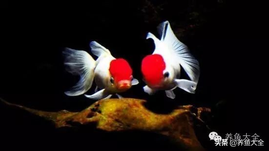 重庆户外养金鱼会冷死么,为什么养金鱼老是死