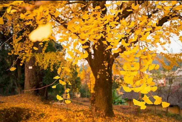 广东居然藏着一个神秘天坑,广东这座小镇藏着多少宝藏