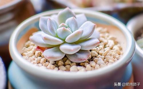 过年回家浙江多肉如何过冬,过年回家买多肉