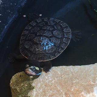 乌龟腐皮成因以及治疗方法