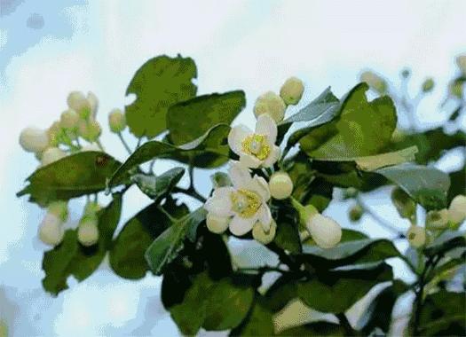 张杰老家在成都新都区新繁镇哪里,新都离新繁多少公里