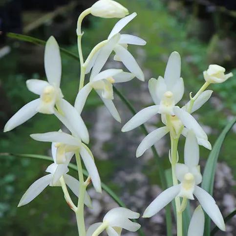 好看又好养的兰花有哪几种,推荐几款香味最好而且好养的兰花