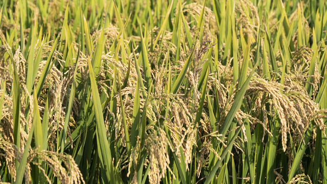 “秋后是涝是旱，就看六月二十三”，2021年秋后年景怎么样？